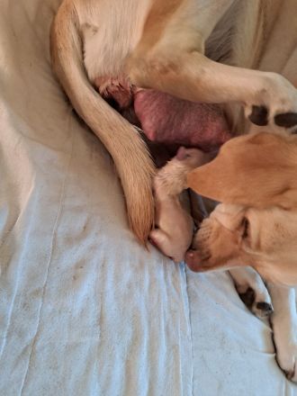 Reinrassige Labrador Welpen zu verkaufen