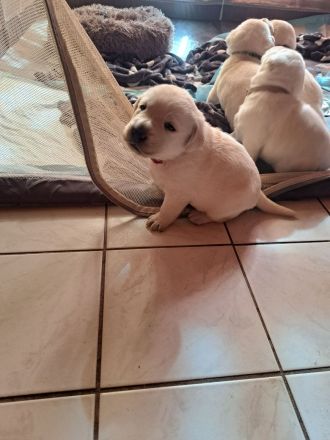 Reinrassige Labrador Welpen zu verkaufen
