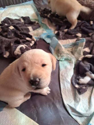 Reinrassige Labrador Welpen zu verkaufen