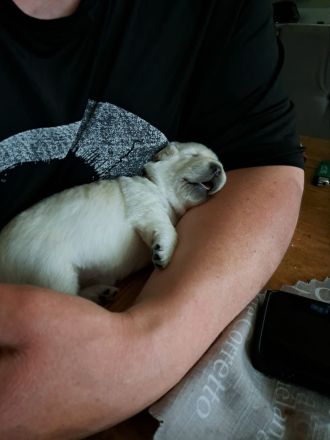 Reinrassige Labrador Welpen zu verkaufen
