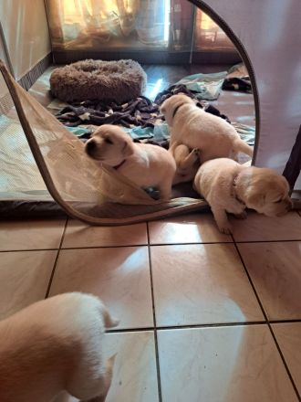 Reinrassige Labrador Welpen zu verkaufen