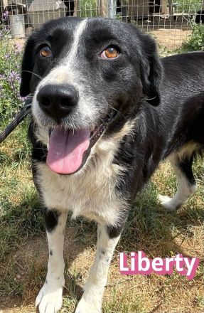 Liberty, 09/21 - Treue Hündin sucht ihre Chance