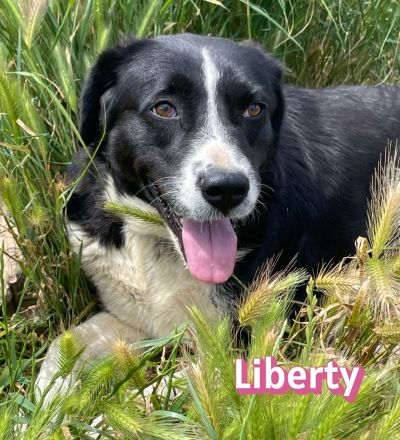 Liberty, 09/21 - Treue Hündin sucht ihre Chance