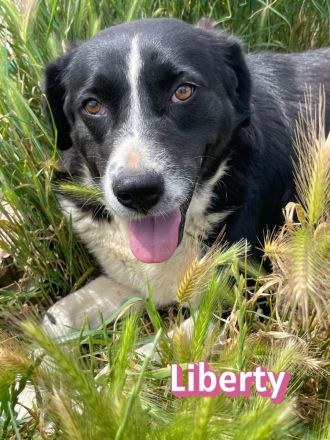Liberty, 09/21 - Treue Hündin sucht ihre Chance