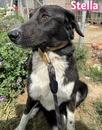 Stella, 01/24 - ruhige Hündin sucht Familie
