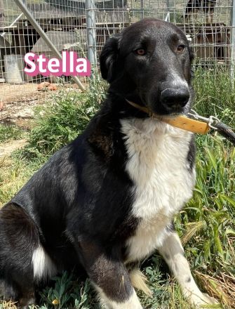 Stella, 01/24 - ruhige Hündin sucht Familie