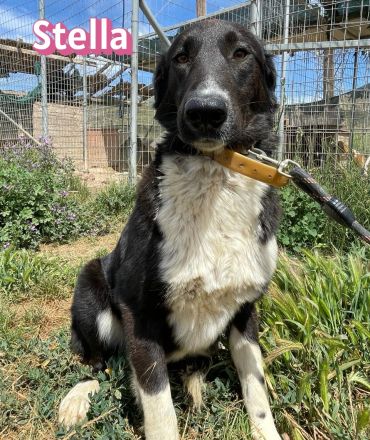 Stella, 01/24 - ruhige Hündin sucht Familie