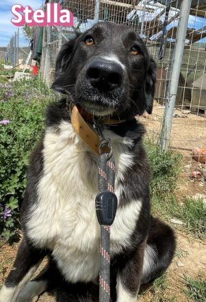 Stella, 01/24 - ruhige Hündin sucht Familie