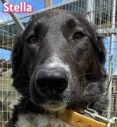 Stella, 01/24 - ruhige Hündin sucht Familie