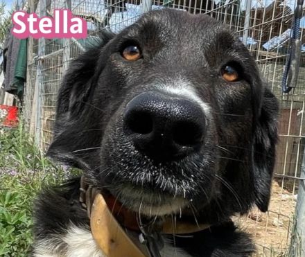 Stella, 01/24 - ruhige Hündin sucht Familie