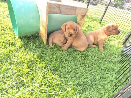 Labrador Welpen foxred