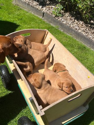 Labrador Welpen foxred