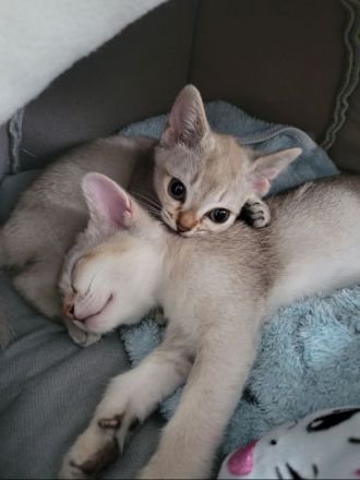 Singapura kitten