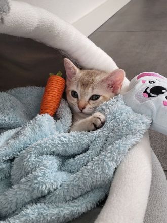 Singapura kitten