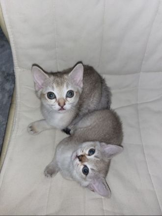 Singapura kitten