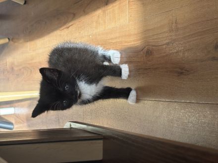 Katze verkaufen
