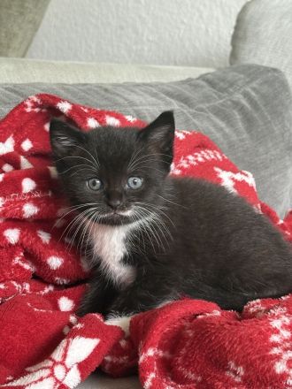 Katze verkaufen