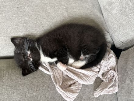 Katze verkaufen
