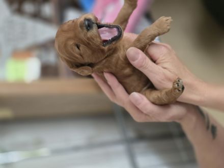 Cockapoo Welpen F1