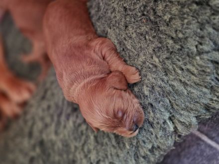 Cockapoo Welpen F1