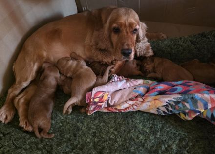 Cockapoo Welpen F1