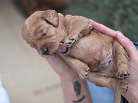 Cockapoo Welpen F1
