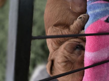 Cockapoo Welpen F1