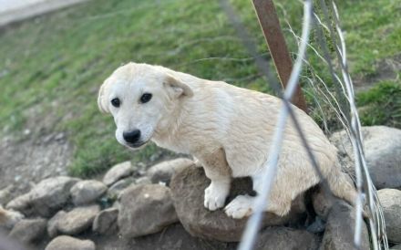 Hübsche Stella sucht Familie