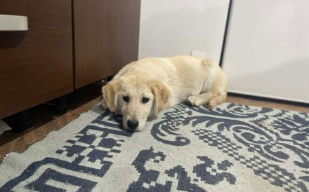 Hübsche Stella sucht Familie