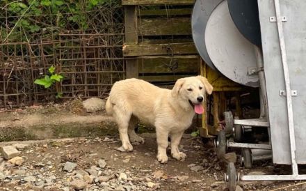 Hübsche Stella sucht Familie