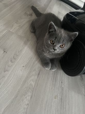Reinrassige BKH Kitten abgabebereit