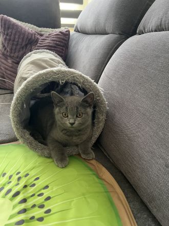 Reinrassige BKH Kitten abgabebereit