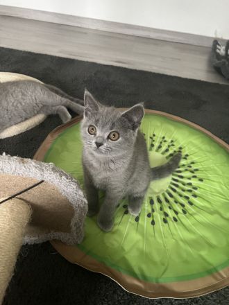 Reinrassige BKH Kitten abgabebereit