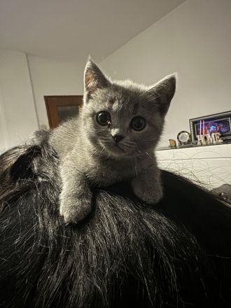 Reinrassige BKH Kitten abgabebereit