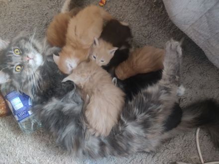 Wunderschöne Maine Coon Kitten suchen ein liebevolles Zuhause