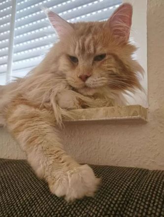 Wunderschöne Maine Coon Kitten suchen ein liebevolles Zuhause