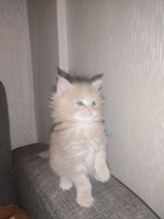 Wunderschöne Maine Coon Kitten suchen ein liebevolles Zuhause