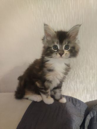 Wunderschöne Maine Coon Kitten suchen ein liebevolles Zuhause