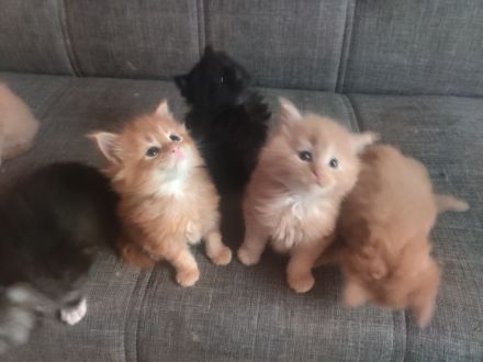 Wunderschöne Maine Coon Kitten suchen ein liebevolles Zuhause