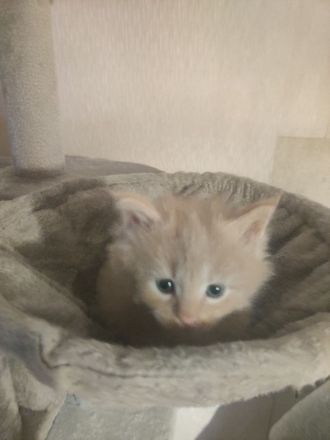 Wunderschöne Maine Coon Kitten suchen ein liebevolles Zuhause