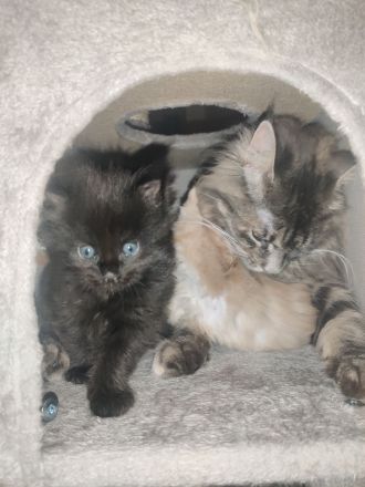 Wunderschöne Maine Coon Kitten suchen ein liebevolles Zuhause