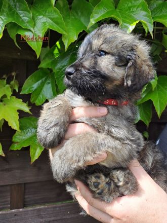 Briard  Landseer Mix Welpen