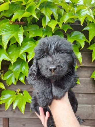 Briard  Landseer Mix Welpen