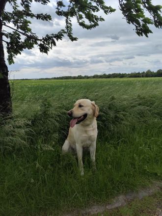 Blonder Labrador Retriever
