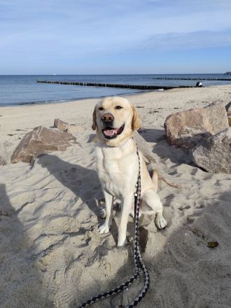 Blonder Labrador Retriever