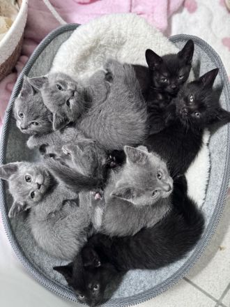 5 BKH Kitten abzugeben