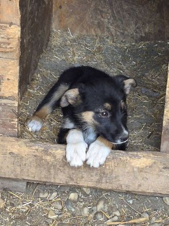 Tilly und ihre Schwester Larica möchten das Shelter gegen ein schönes Zuhause tauschen