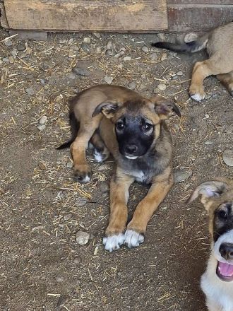 Tilly und ihre Schwester Larica möchten das Shelter gegen ein schönes Zuhause tauschen