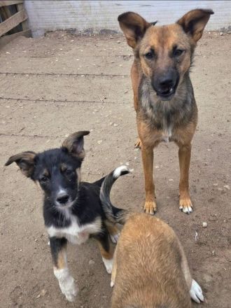 Tilly und ihre Schwester Larica möchten das Shelter gegen ein schönes Zuhause tauschen