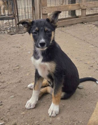 Tilly und ihre Schwester Larica möchten das Shelter gegen ein schönes Zuhause tauschen